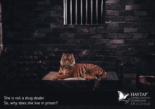 Haytap: Prison of Innocence - Tiger