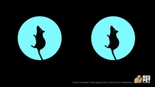 RESPET: If your cat doesn't have good food it will look for it elsewhere.