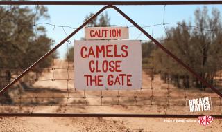 KitKat: Camels