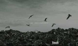 Fundación Escazú: Birds
