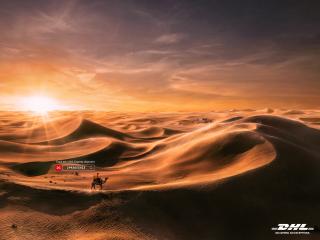 DHL: Camel_Desert