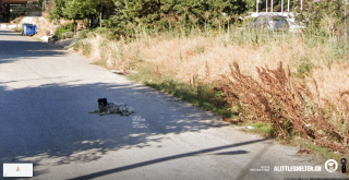 A little shelter: Real Street Dogs