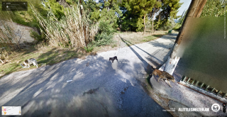 A little shelter: Real Street Dogs